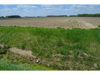 Property photo 17 - 77.4 Productive, Tillable Acres Land Auction